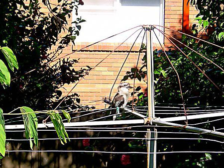 back_yard_001