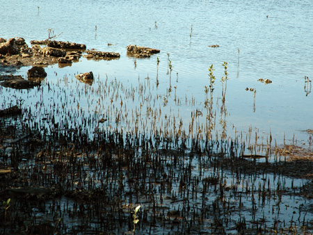 03_Brisbane_Waters_06