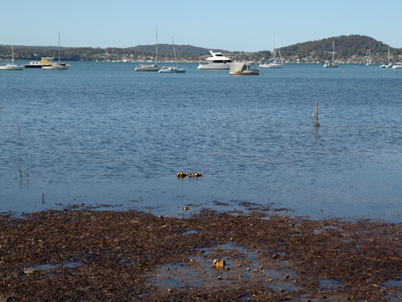 03_Brisbane_Waters_10