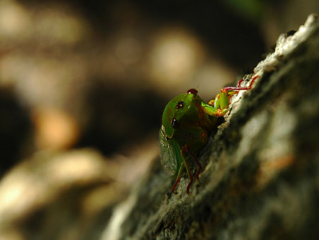 cicada_001