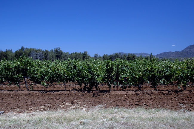 hunter_valley_001