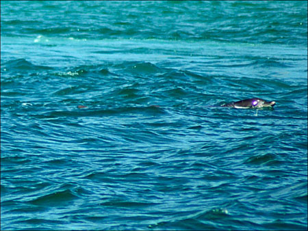 jervis_bay_25