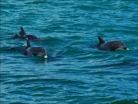 jervis_bay_28