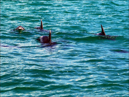 jervis_bay_29