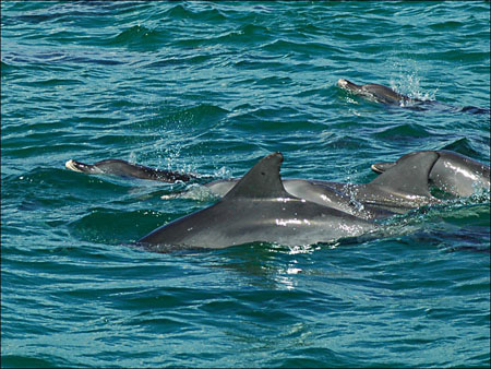 jervis_bay_32