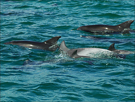 jervis_bay_33