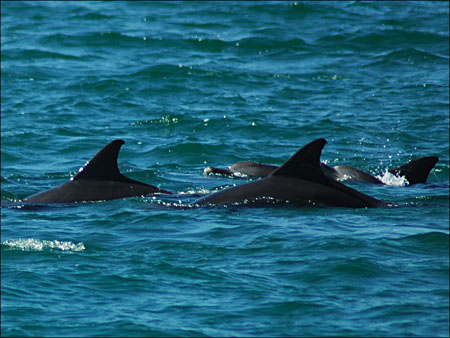 jervis_bay_40