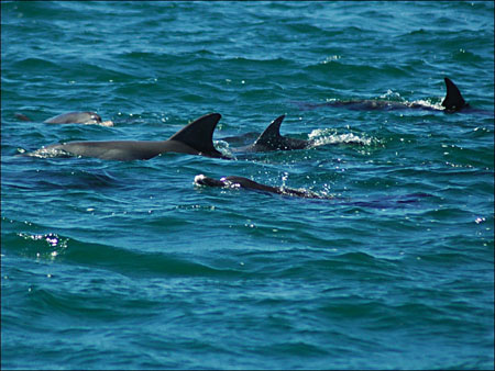 jervis_bay_41