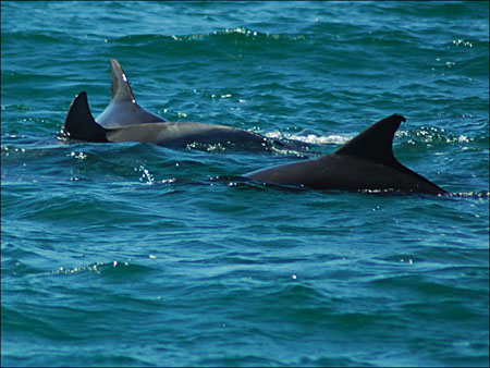 jervis_bay_42