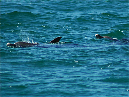 jervis_bay_43