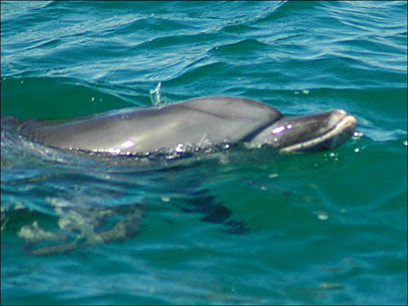 jervis_bay_45