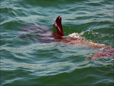 jervis_bay_46