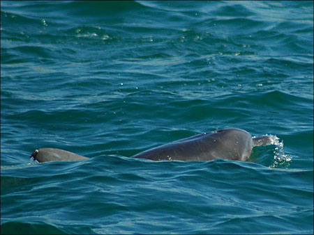 jervis_bay_50