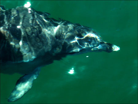jervis_bay_51
