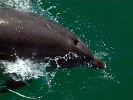 jervis_bay_52