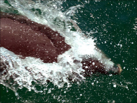 jervis_bay_56