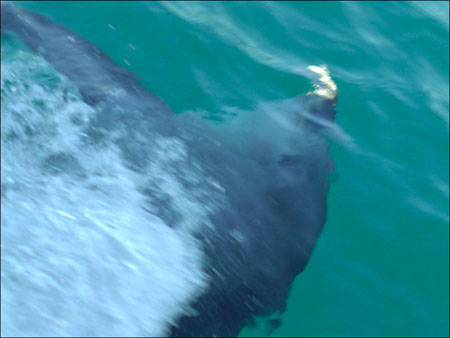 jervis_bay_58