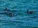 jervis_bay_28