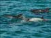 jervis_bay_33