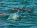 jervis_bay_34
