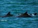 jervis_bay_40