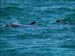jervis_bay_43