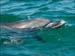 jervis_bay_45
