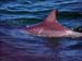 jervis_bay_49
