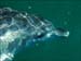 jervis_bay_54