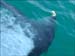 jervis_bay_58