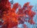 kyoto_temple_1_34