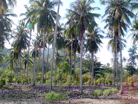 pulau_besar_53