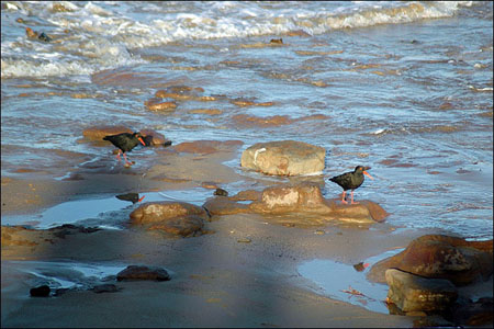 sandon_point_019