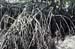 sungei_buloh_12