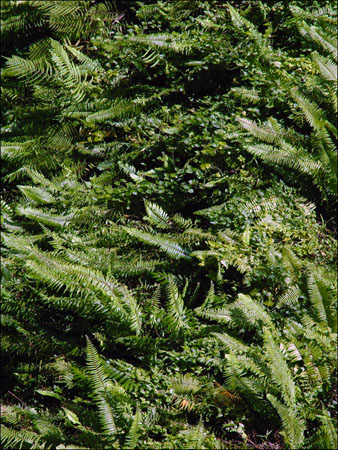 digicam_11