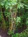 kent_ridge_20